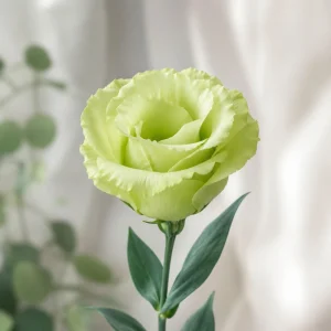 Green Lisianthus Seeds - Eustoma grandiflorum - Double Green Rose-Like Flowers - 20 Seeds - Image 3