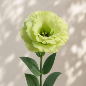 Green Lisianthus Seeds - Eustoma grandiflorum - Double Green Rose-Like Flowers - 20 Seeds - Image 4