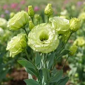 Green Lisianthus Seeds - Eustoma grandiflorum - Double Green Rose-Like Flowers - 20 Seeds - Image 6