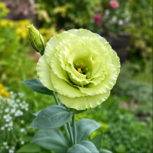 Green Lisianthus Seeds - Eustoma grandiflorum - Double Green Rose-Like Flowers - 20 Seeds - Image 7