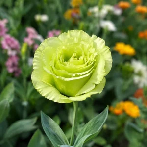 Green Lisianthus Seeds - Eustoma grandiflorum - Double Green Rose-Like Flowers - 20 Seeds - Image 8