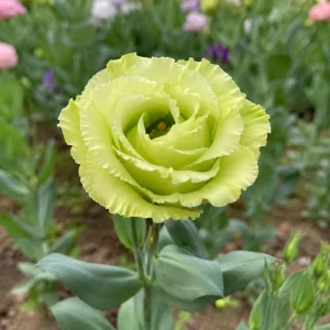 Green Lisianthus Seeds - Eustoma grandiflorum - Double Green Rose-Like Flowers - 20 Seeds - Image 9