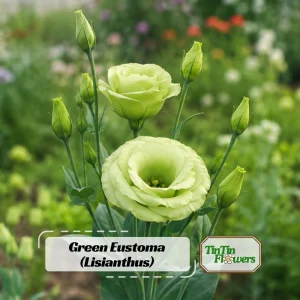 Green Lisianthus Seeds - Eustoma grandiflorum - Double Green Rose-Like Flowers - 20 Seeds - Image 1