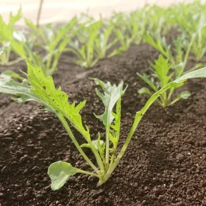 Green Mizuna Mustard Seeds - Japanese Asian Greens - Brassica rapa var. nipposinica - 20 Seed Pack - Image 10