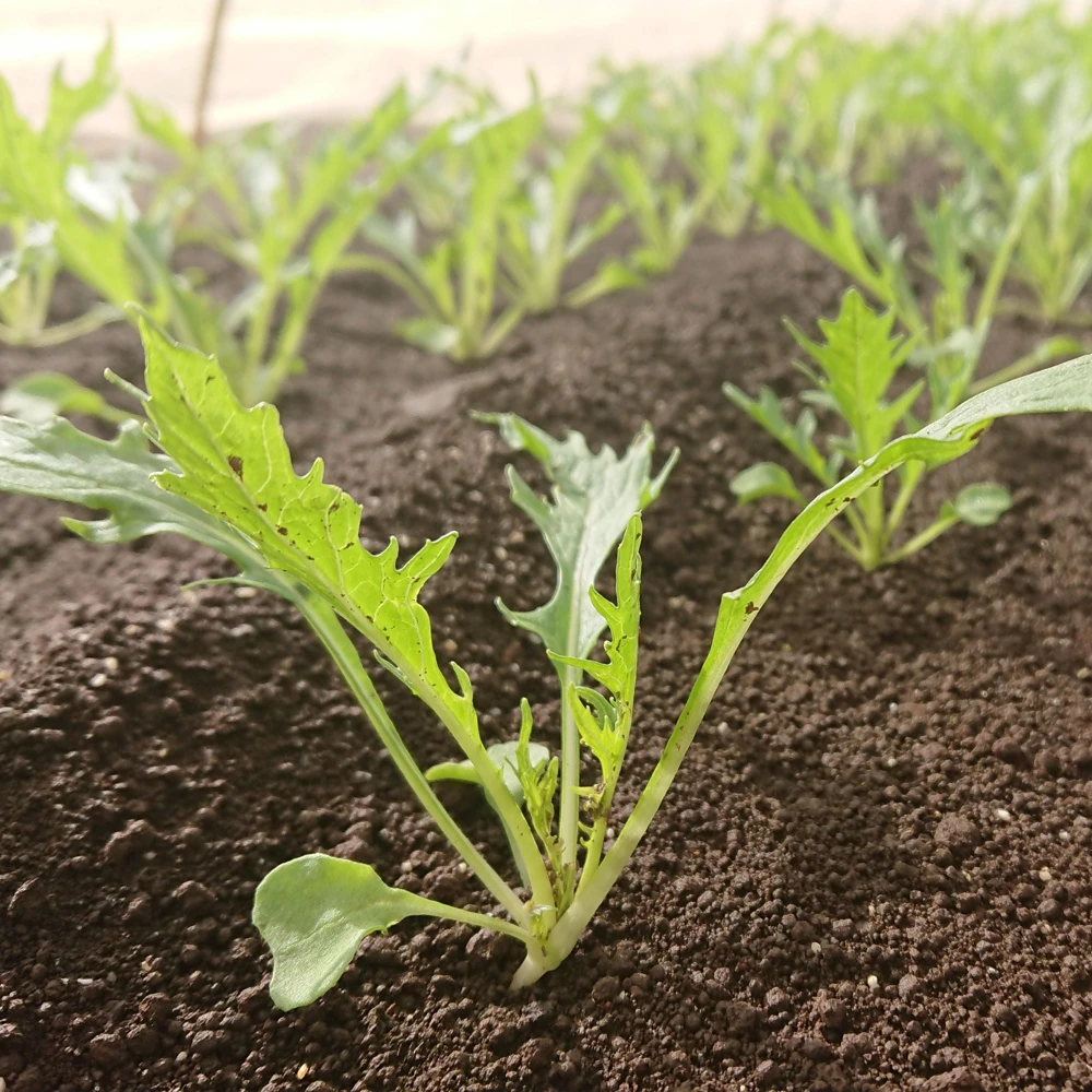 Green Mizuna Mustard Seeds - Japanese Asian Greens - Brassica rapa var. nipposinica - 20 Seed Pack - Image 10