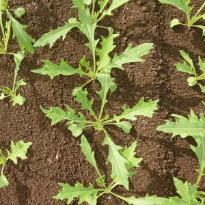 Green Mizuna Mustard Seeds - Japanese Asian Greens - Brassica rapa var. nipposinica - 20 Seed Pack - Image 11