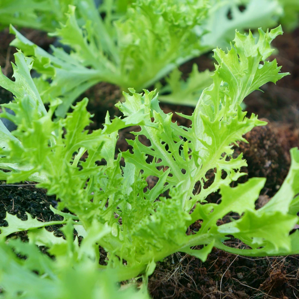 Green Mizuna Mustard Seeds - Japanese Asian Greens - Brassica rapa var. nipposinica - 20 Seed Pack - Image 12