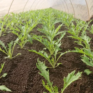 Green Mizuna Mustard Seeds - Japanese Asian Greens - Brassica rapa var. nipposinica - 20 Seed Pack - Image 13