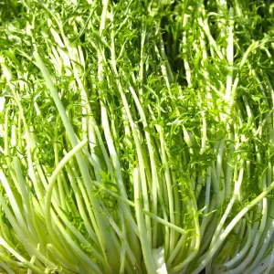 Green Mizuna Mustard Seeds - Japanese Asian Greens - Brassica rapa var. nipposinica - 20 Seed Pack - Image 2