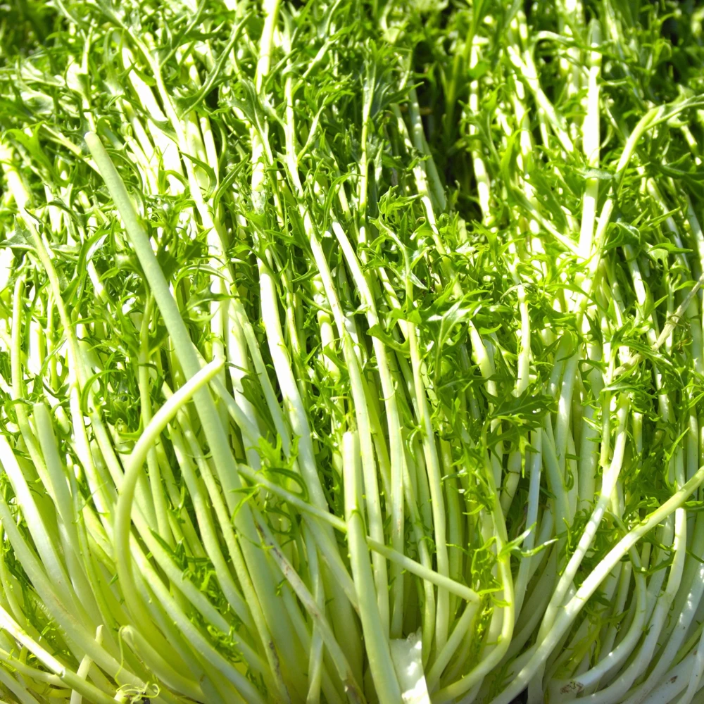 Green Mizuna Mustard Seeds - Japanese Asian Greens - Brassica rapa var. nipposinica - 20 Seed Pack - Image 2