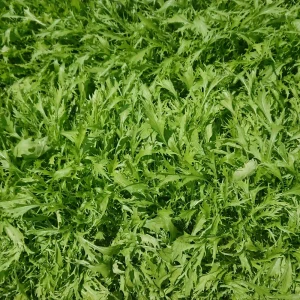 Green Mizuna Mustard Seeds - Japanese Asian Greens - Brassica rapa var. nipposinica - 20 Seed Pack - Image 3