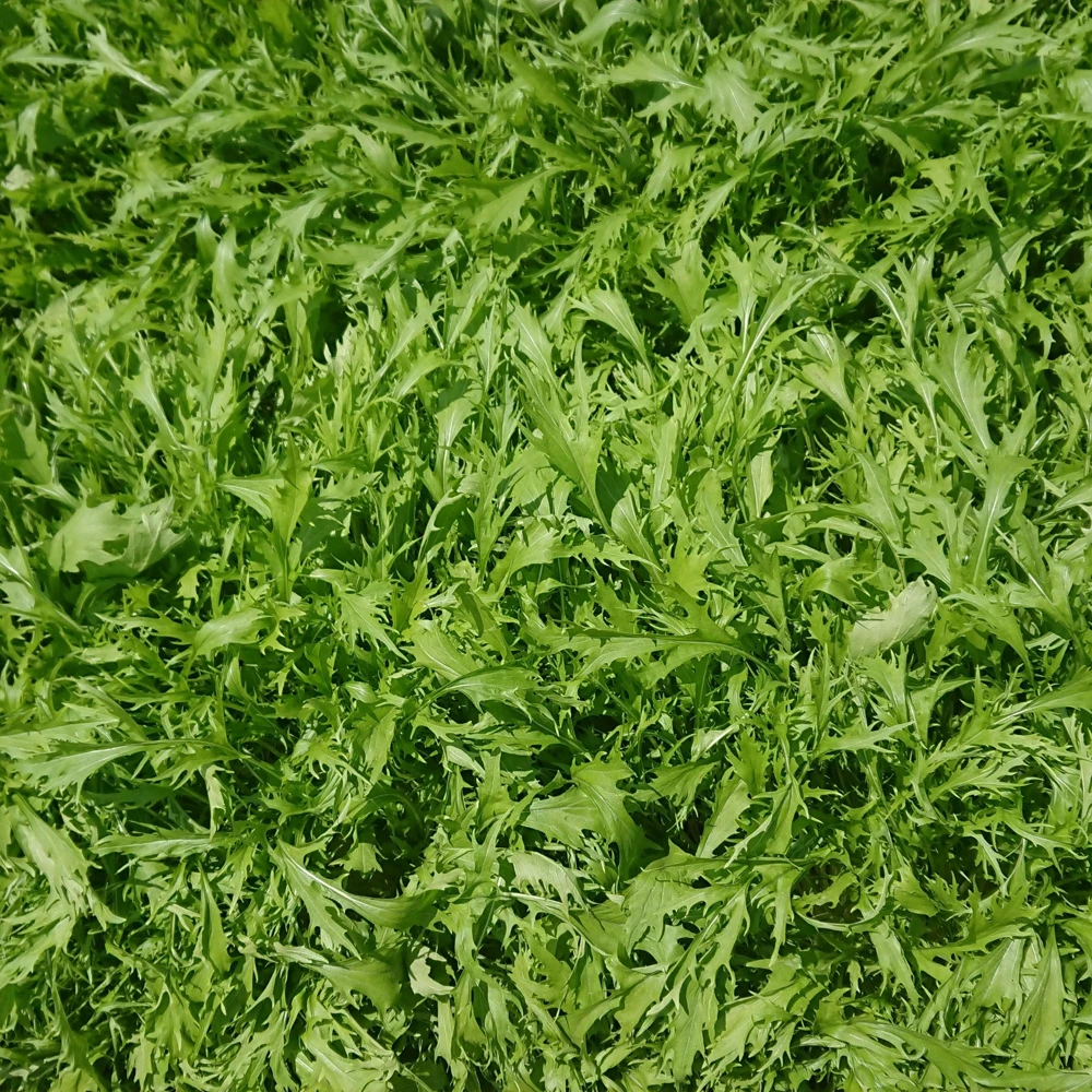 Green Mizuna Mustard Seeds - Japanese Asian Greens - Brassica rapa var. nipposinica - 20 Seed Pack - Image 3