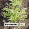 Green Mizuna Mustard Seeds - Japanese Asian Greens - Brassica rapa var. nipposinica - 20 Seed Pack - Image 1