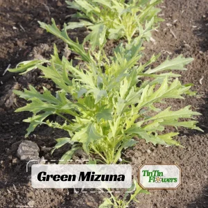 Green Mizuna Mustard Seeds - Japanese Asian Greens - Brassica rapa var. nipposinica - 20 Seed Pack - Image 1