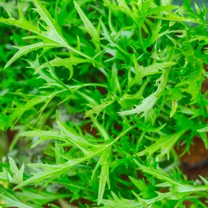 Green Mizuna Mustard Seeds - Japanese Asian Greens - Brassica rapa var. nipposinica - 20 Seed Pack - Image 4