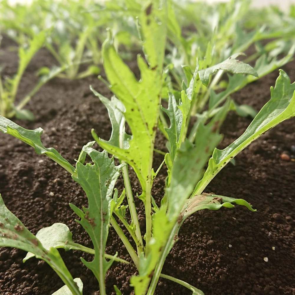 Green Mizuna Mustard Seeds - Japanese Asian Greens - Brassica rapa var. nipposinica - 20 Seed Pack - Image 8