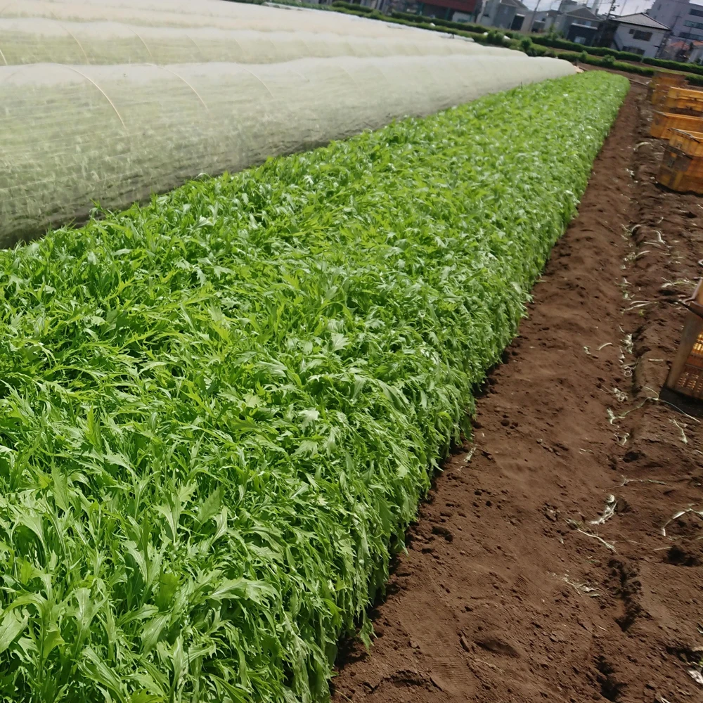 Green Mizuna Mustard Seeds - Japanese Asian Greens - Brassica rapa var. nipposinica - 20 Seed Pack - Image 9