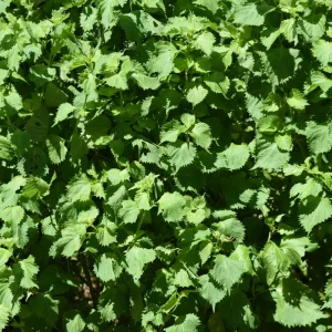Green Shiso Herb Seeds - Perilla frutescens - Japanese Culinary Herb - 20 Seed Pack - Image 10