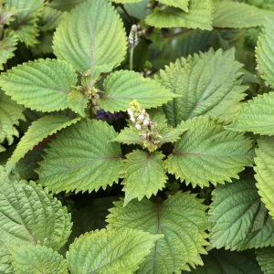 Green Shiso Herb Seeds - Perilla frutescens - Japanese Culinary Herb - 20 Seed Pack - Image 2