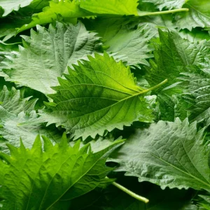 Green Shiso Herb Seeds - Perilla frutescens - Japanese Culinary Herb - 20 Seed Pack - Image 3