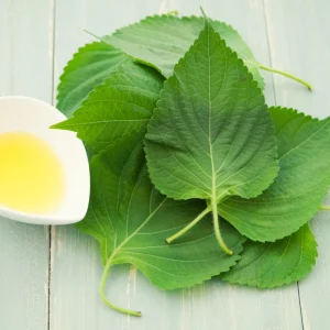 Green Shiso Herb Seeds - Perilla frutescens - Japanese Culinary Herb - 20 Seed Pack - Image 4
