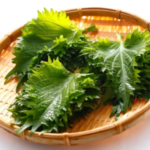 Green Shiso Herb Seeds - Perilla frutescens - Japanese Culinary Herb - 20 Seed Pack - Image 5