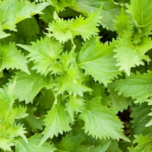 Green Shiso Herb Seeds - Perilla frutescens - Japanese Culinary Herb - 20 Seed Pack - Image 6