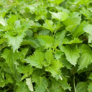 Green Shiso Herb Seeds - Perilla frutescens - Japanese Culinary Herb - 20 Seed Pack - Image 7