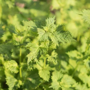 Green Shiso Herb Seeds - Perilla frutescens - Japanese Culinary Herb - 20 Seed Pack - Image 9