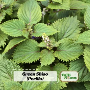 Green Shiso Herb Seeds - Perilla frutescens - Japanese Culinary Herb - 20 Seed Pack - Image 1