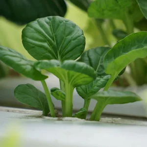 Green Tatsoi Seeds - Brassica rapa - Tender Asian Leafy Greens - Cold Hardy Heirloom Vegetable - 20 Seeds - Image 10