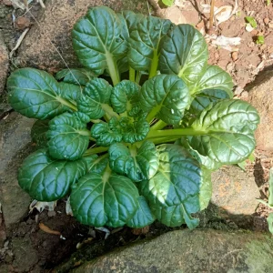 Green Tatsoi Seeds - Brassica rapa - Tender Asian Leafy Greens - Cold Hardy Heirloom Vegetable - 20 Seeds - Image 2