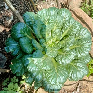 Green Tatsoi Seeds - Brassica rapa - Tender Asian Leafy Greens - Cold Hardy Heirloom Vegetable - 20 Seeds - Image 3