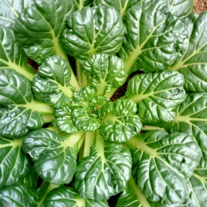 Green Tatsoi Seeds - Brassica rapa - Tender Asian Leafy Greens - Cold Hardy Heirloom Vegetable - 20 Seeds - Image 4