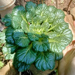 Green Tatsoi Seeds - Brassica rapa - Tender Asian Leafy Greens - Cold Hardy Heirloom Vegetable - 20 Seeds - Image 5