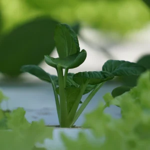 Green Tatsoi Seeds - Brassica rapa - Tender Asian Leafy Greens - Cold Hardy Heirloom Vegetable - 20 Seeds - Image 8