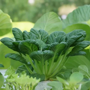 Green Tatsoi Seeds - Brassica rapa - Tender Asian Leafy Greens - Cold Hardy Heirloom Vegetable - 20 Seeds - Image 9