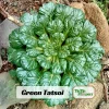 Green Tatsoi Seeds - Brassica rapa - Tender Asian Leafy Greens - Cold Hardy Heirloom Vegetable - 20 Seeds - Image 1