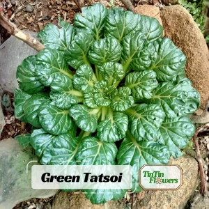 Green Tatsoi Seeds - Brassica rapa - Tender Asian Leafy Greens - Cold Hardy Heirloom Vegetable - 20 Seeds - Image 1