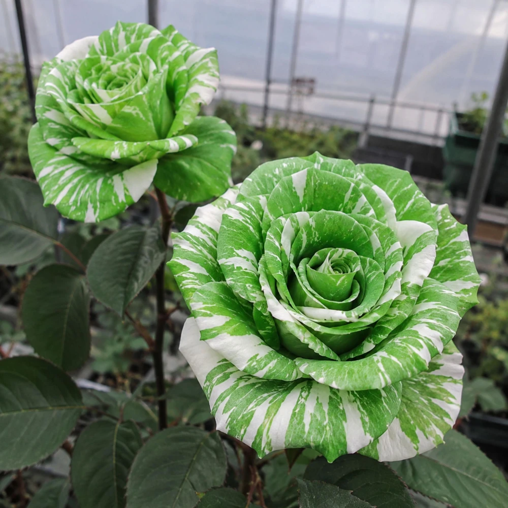 Green & White Striped Rose Seeds - Unique Bicolor Flowers for Garden - Image 10