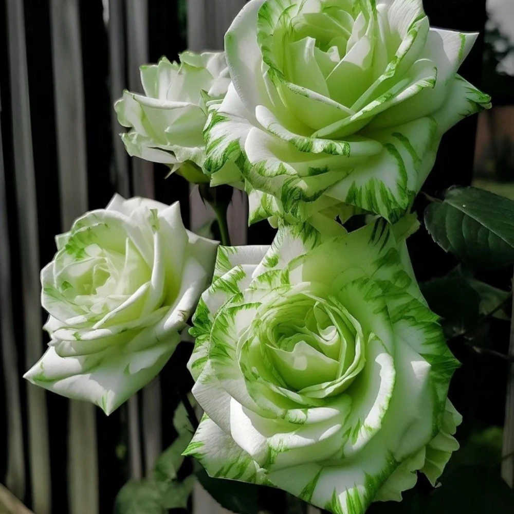 Green & White Striped Rose Seeds - Unique Bicolor Flowers for Garden - Image 2