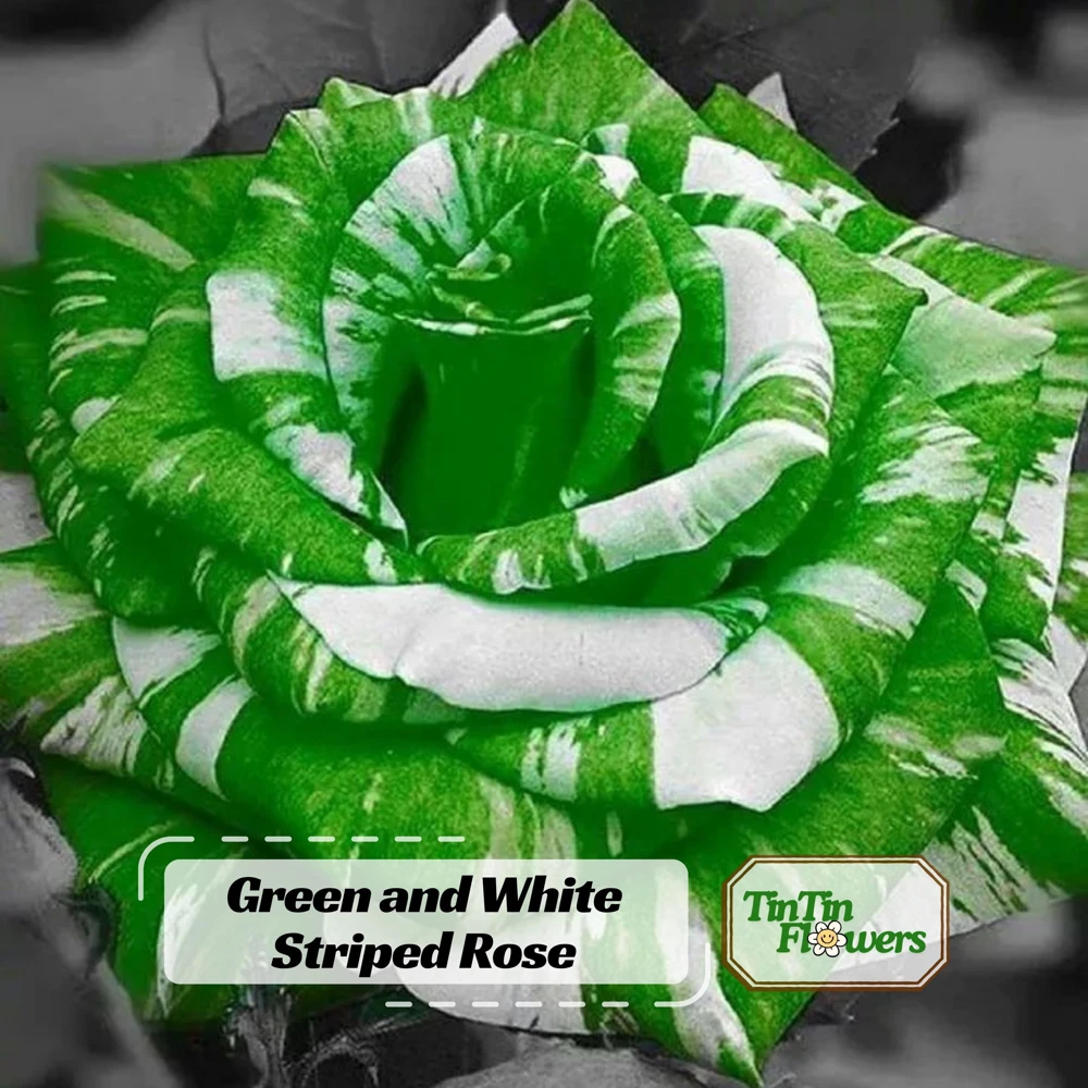 Green & White Striped Rose Seeds - Unique Bicolor Flowers for Garden - Image 1