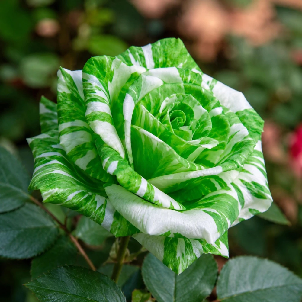 Green & White Striped Rose Seeds - Unique Bicolor Flowers for Garden - Image 5