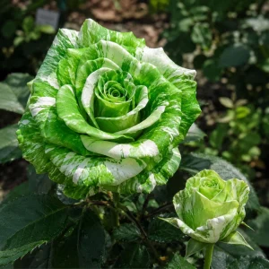 Green & White Striped Rose Seeds - Unique Bicolor Flowers for Garden - Image 6