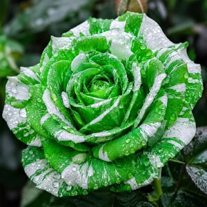 Green & White Striped Rose Seeds - Unique Bicolor Flowers for Garden - Image 7