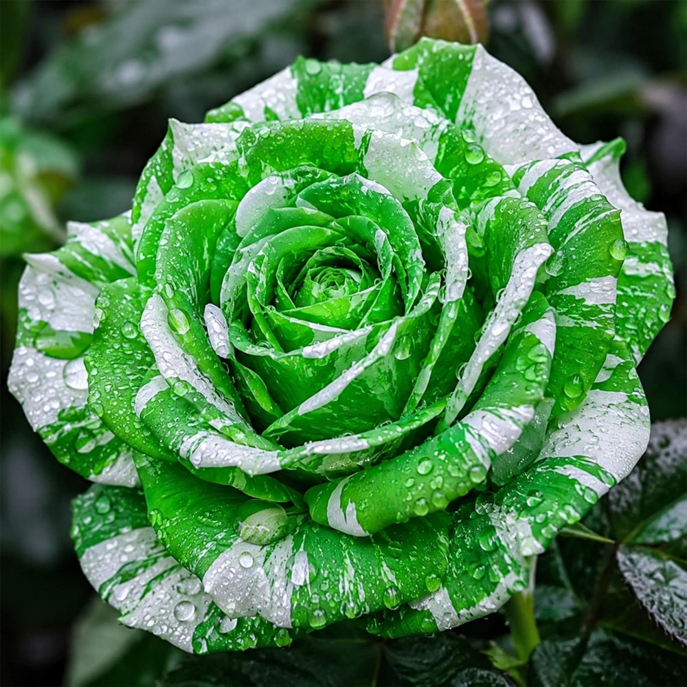 Green & White Striped Rose Seeds - Unique Bicolor Flowers for Garden - Image 7