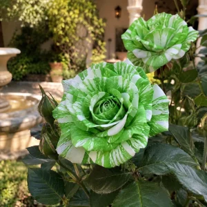 Green & White Striped Rose Seeds - Unique Bicolor Flowers for Garden - Image 8