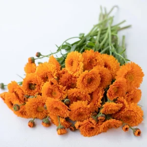 Greenheart Orange Calendula Seeds - 50 Pack - Bright Orange Flowers, Easy Grow - Image 10