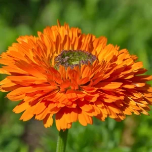 Greenheart Orange Calendula Seeds - 50 Pack - Bright Orange Flowers, Easy Grow - Image 11