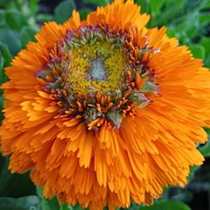 Greenheart Orange Calendula Seeds - 50 Pack - Bright Orange Flowers, Easy Grow - Image 12